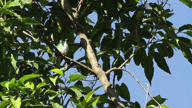 Klaas's Cuckoo - ML477145