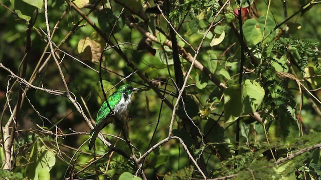 Klaas's Cuckoo - ML477146