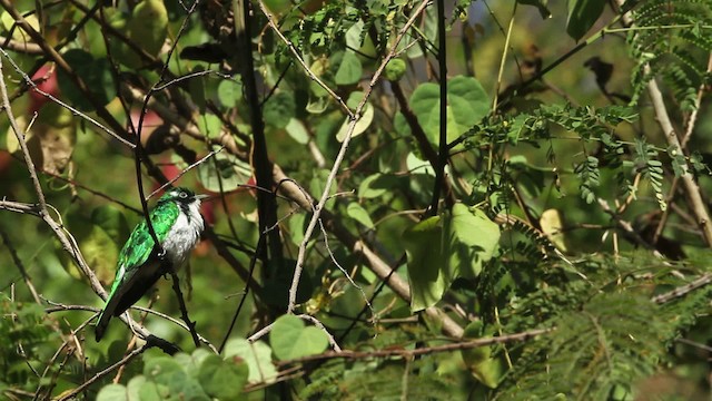 Klaas's Cuckoo - ML477147