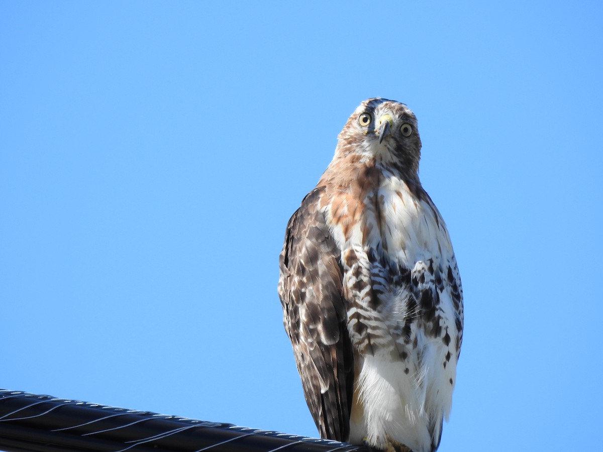 Red-tailed Hawk - ML477147251