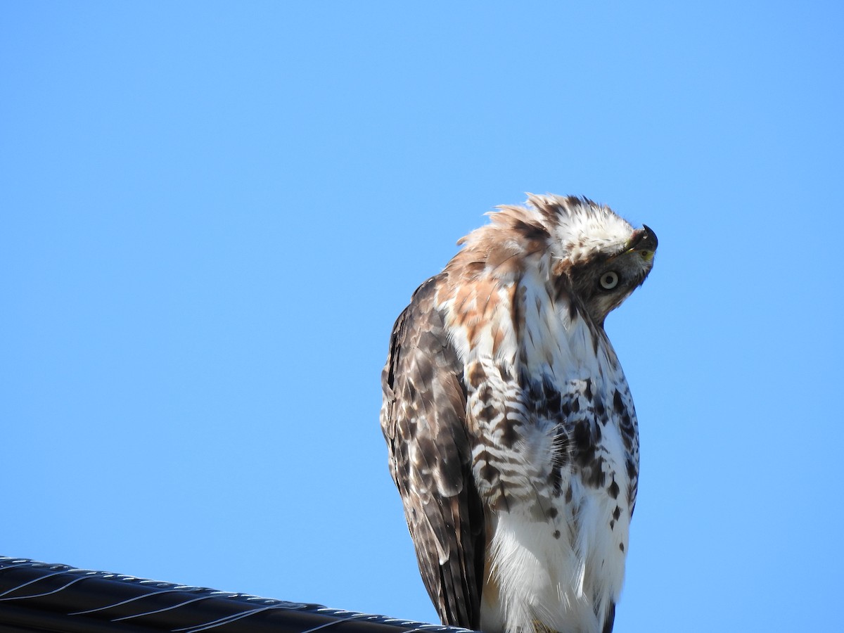 Red-tailed Hawk - ML477147261