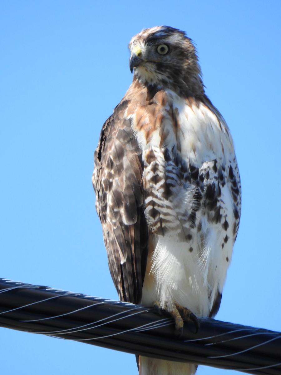 Red-tailed Hawk - ML477147271