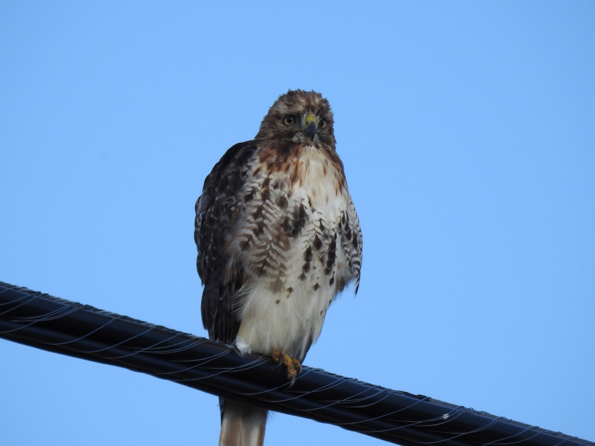 Red-tailed Hawk - ML477147421