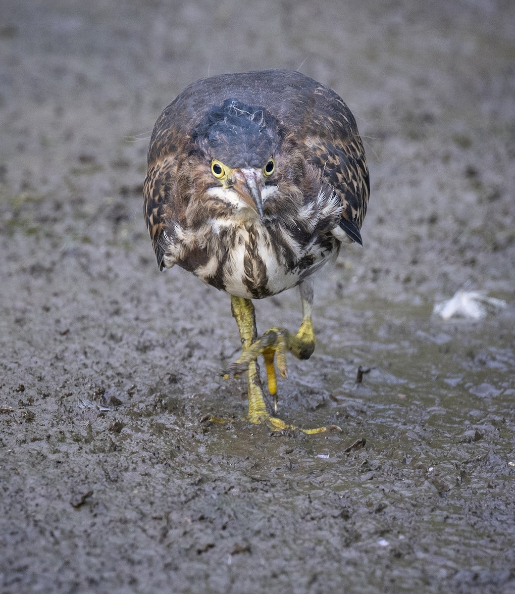 Green Heron - ML477148991