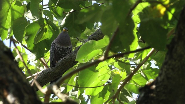 Rameron Pigeon - ML477149