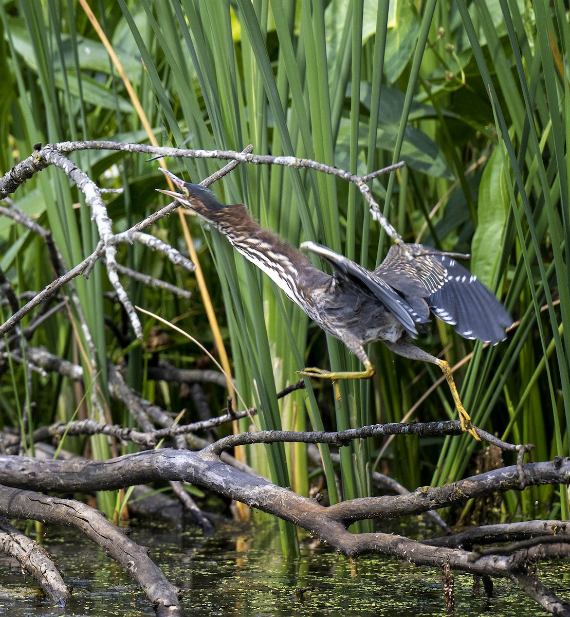 Green Heron - ML477149021