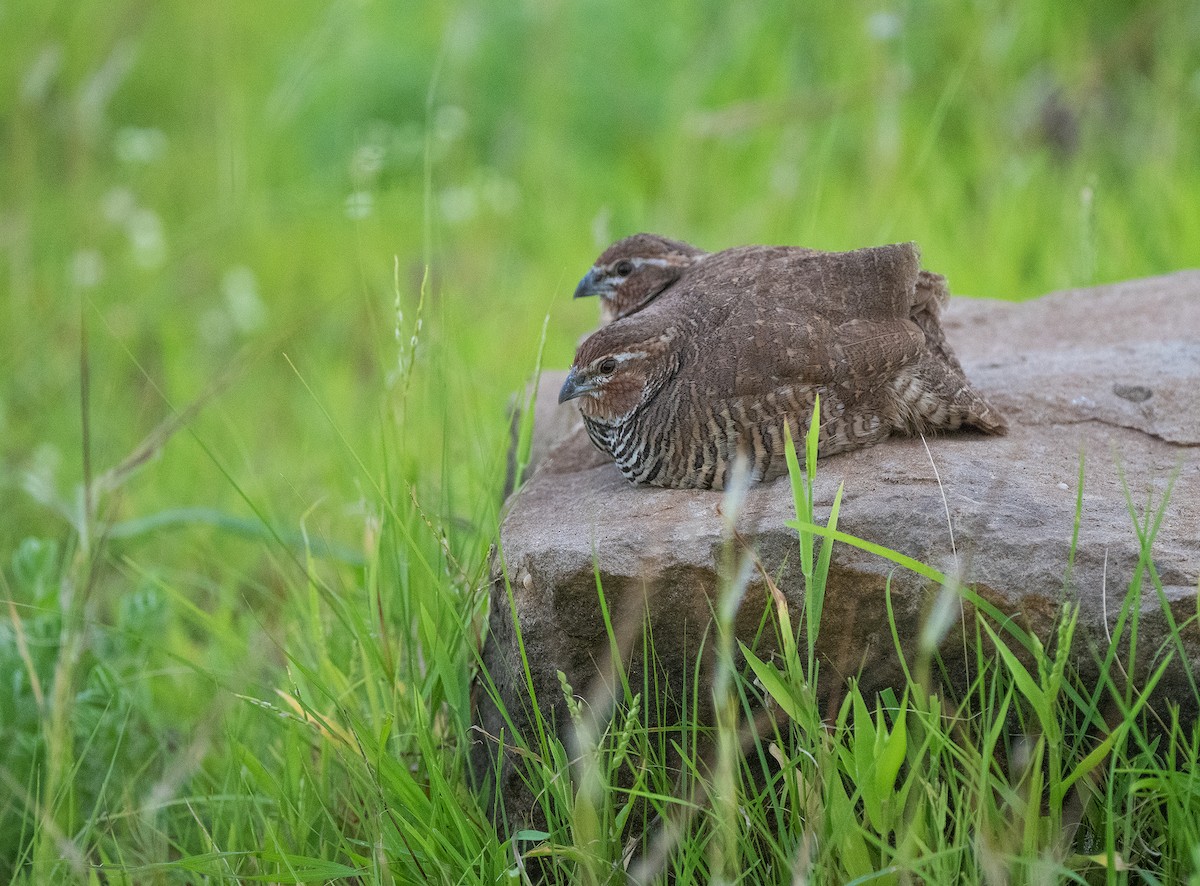 Rock Bush-Quail - Rakesh Das