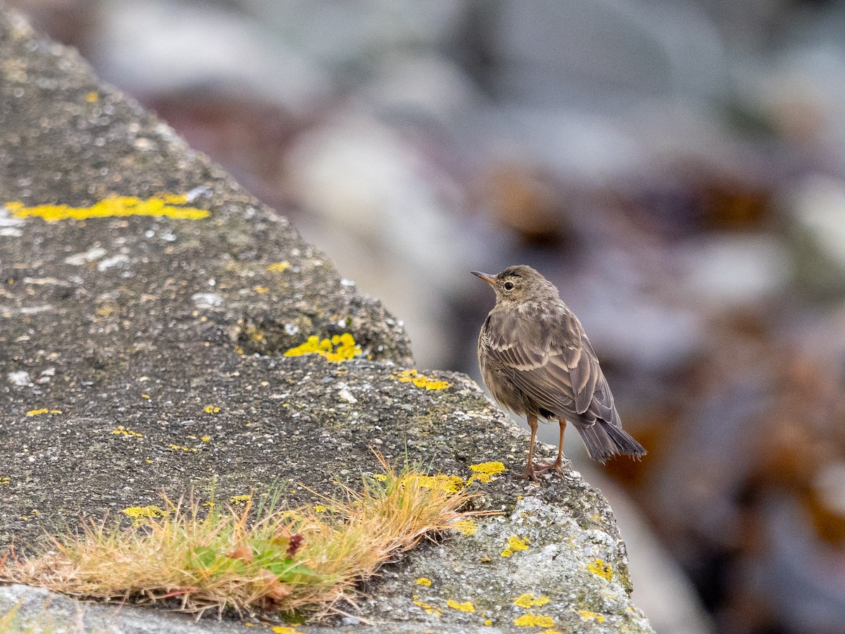 Rock Pipit - ML477150161