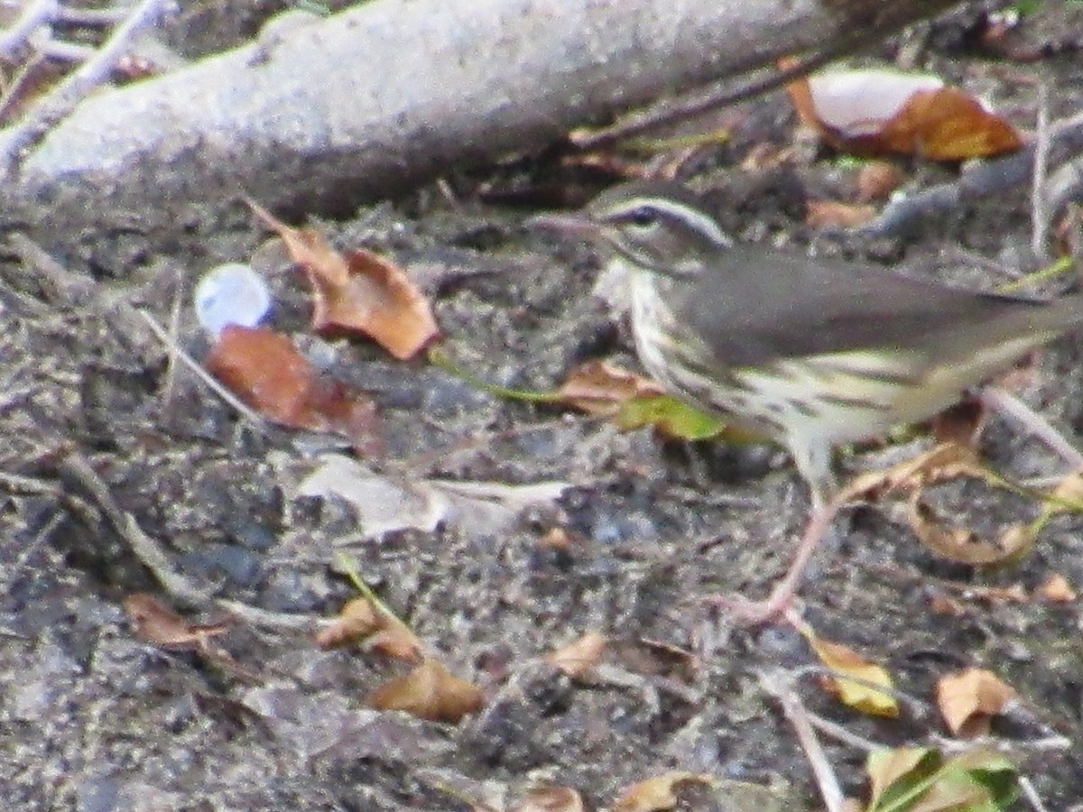 Louisiana Waterthrush - ML477150261