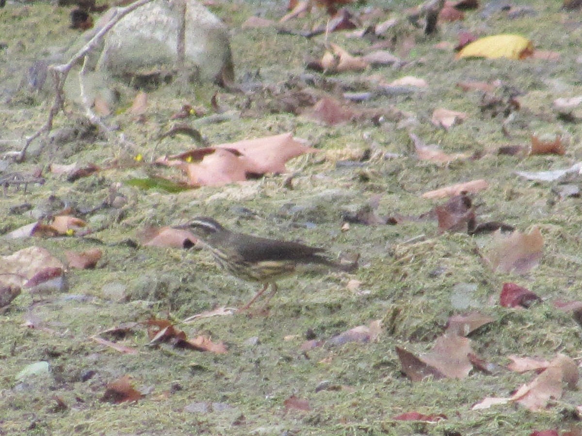 Louisiana Waterthrush - Caleb Helsel