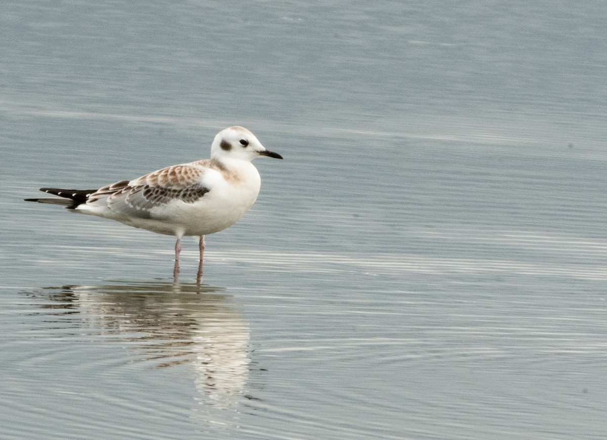 Bonaparte's Gull - ML477151551