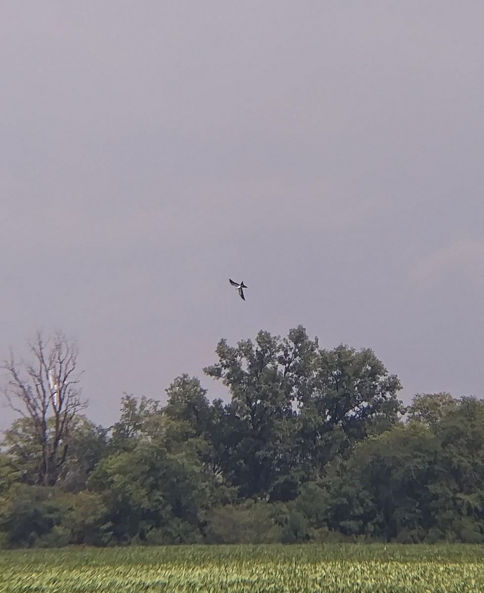 Swallow-tailed Kite - ML477153491