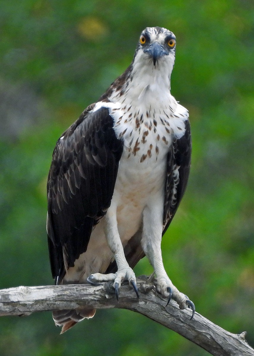 Águila Pescadora - ML477154721