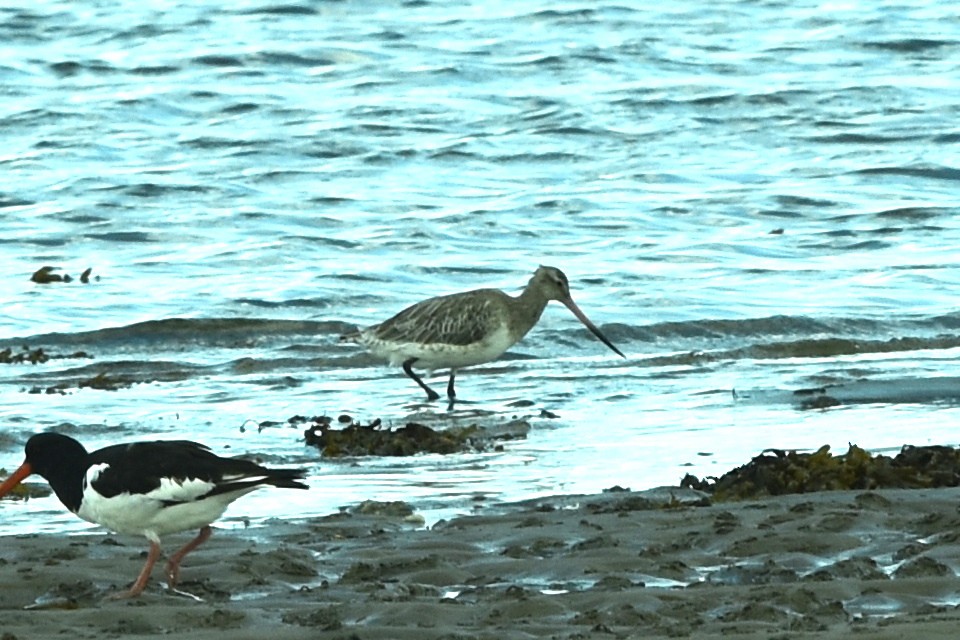 Bar-tailed Godwit - ML477154861