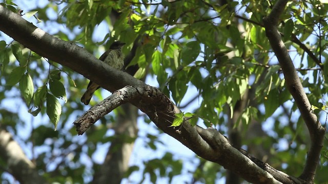 Scaly-throated Honeyguide - ML477155