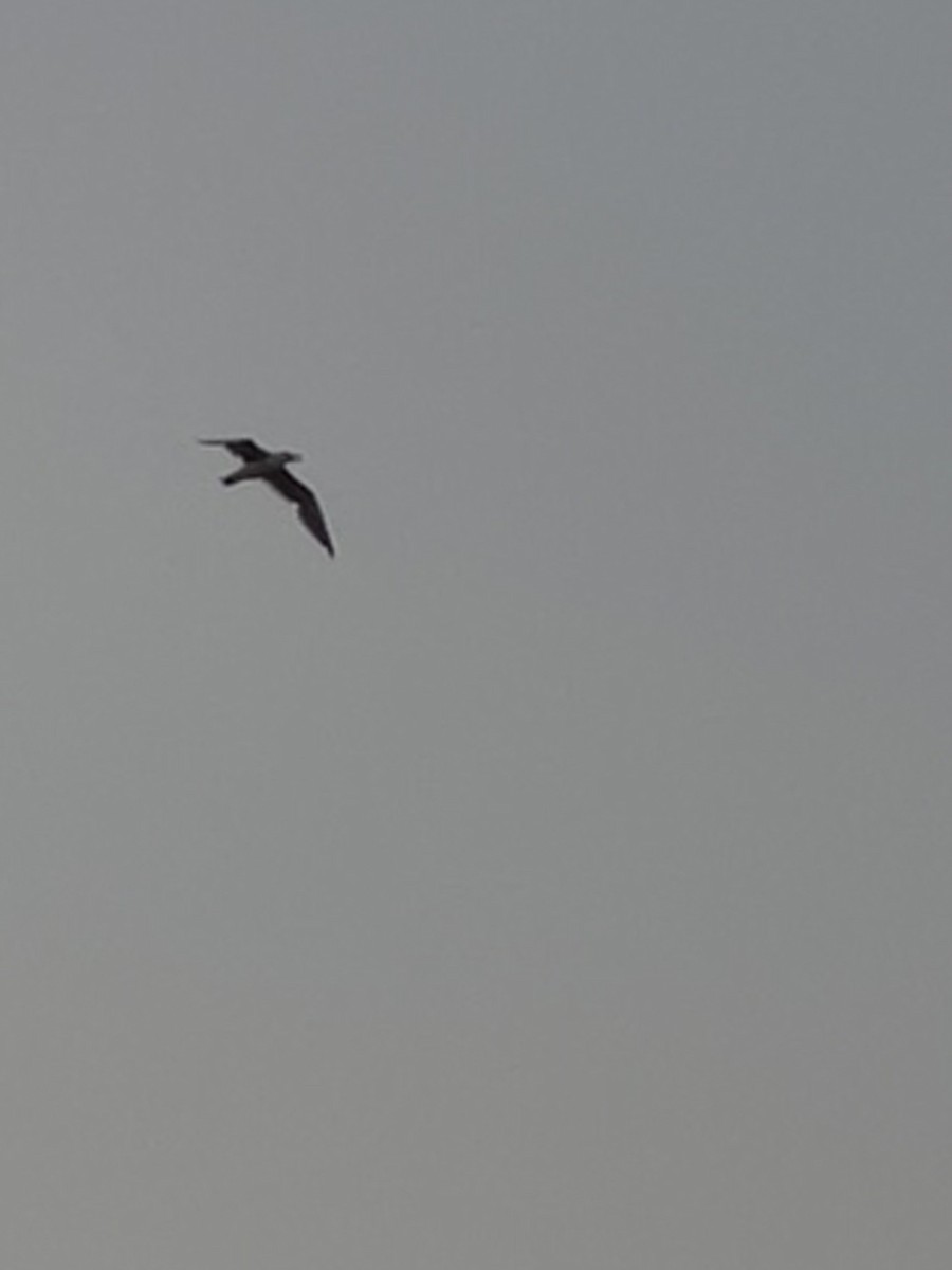 Yellow-legged Gull - ML477155841