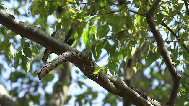 Scaly-throated Honeyguide - ML477156