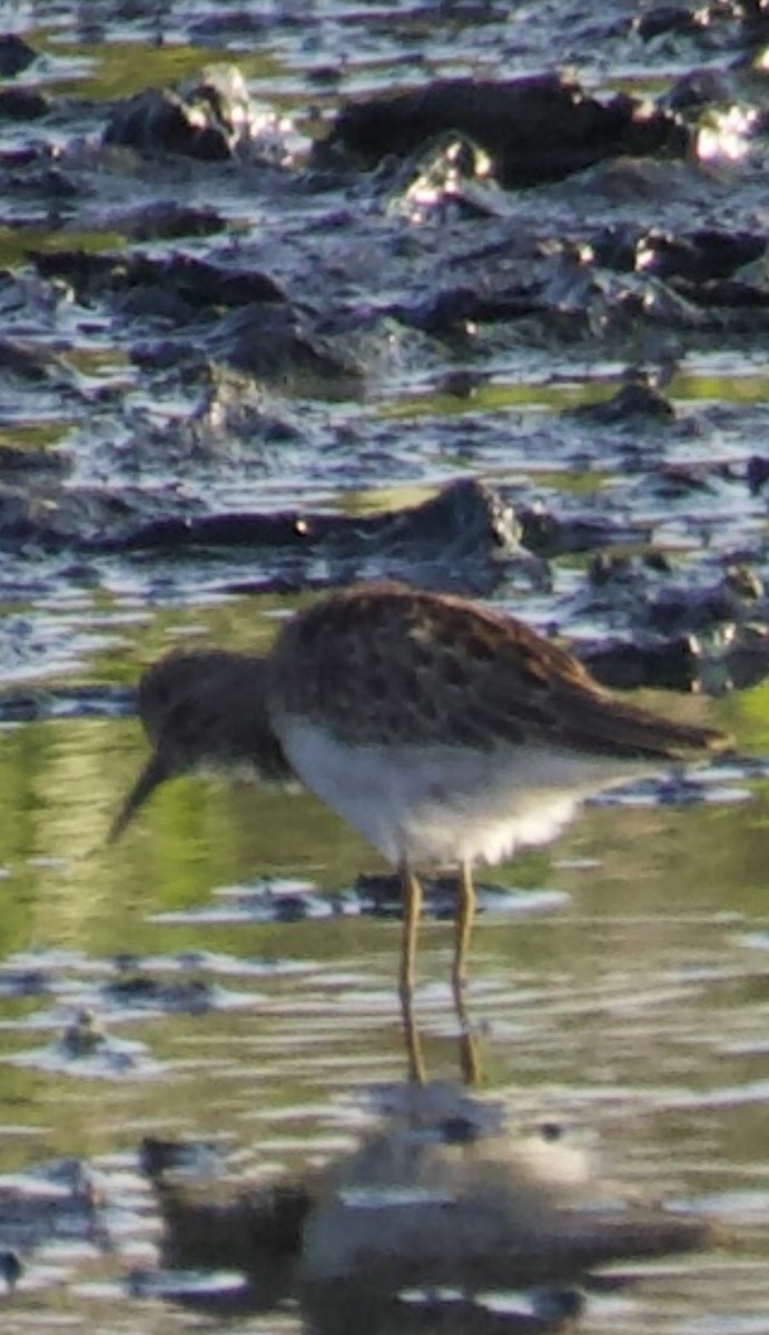 shorebird sp. - ML477158461