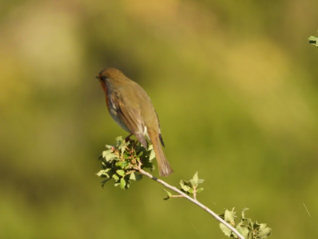 European Robin - ML477158781