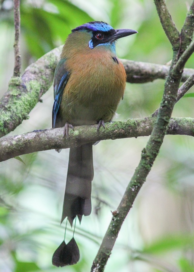 Diademmotmot - ML477158911