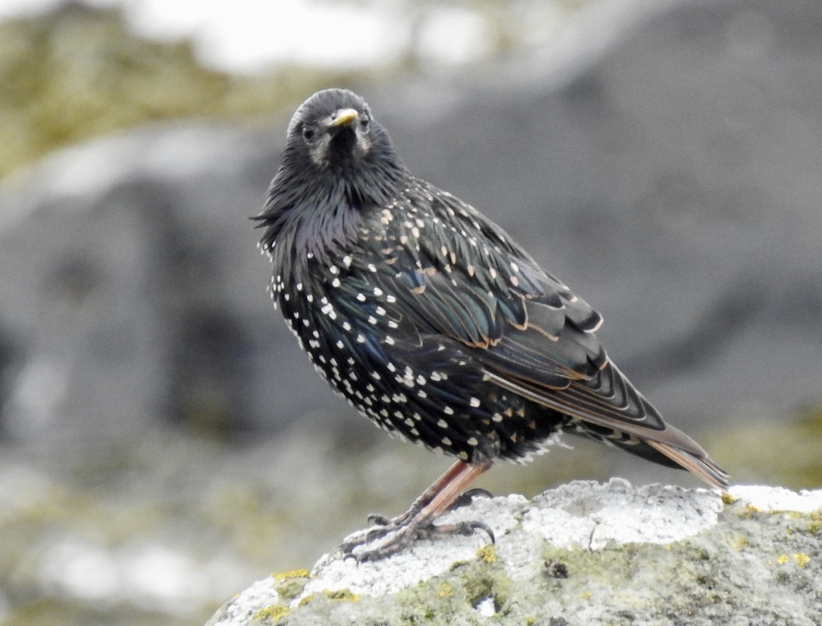 European Starling - ML477159851