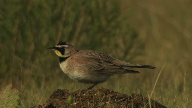 Horned Lark - ML477160