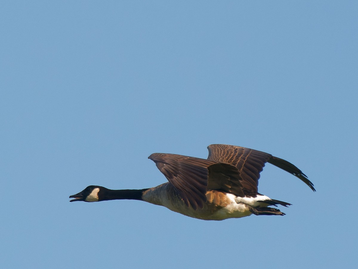 Canada Goose - ML477160691