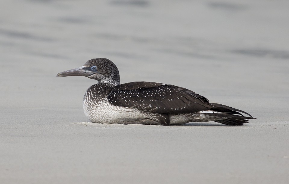 Northern Gannet - Martin Wall