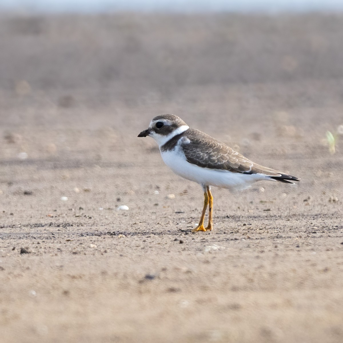 Semipalmated Plover - ML477163141