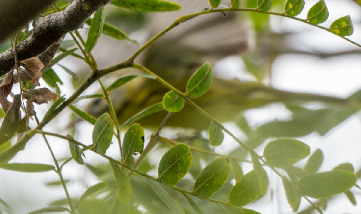 Prairie Warbler - ML477163371