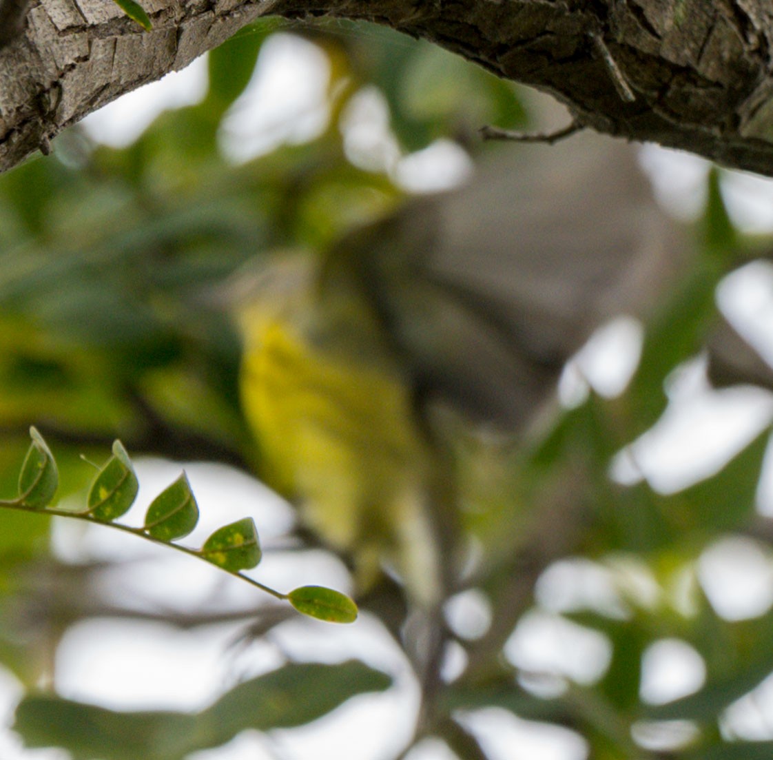 Prairie Warbler - ML477163381