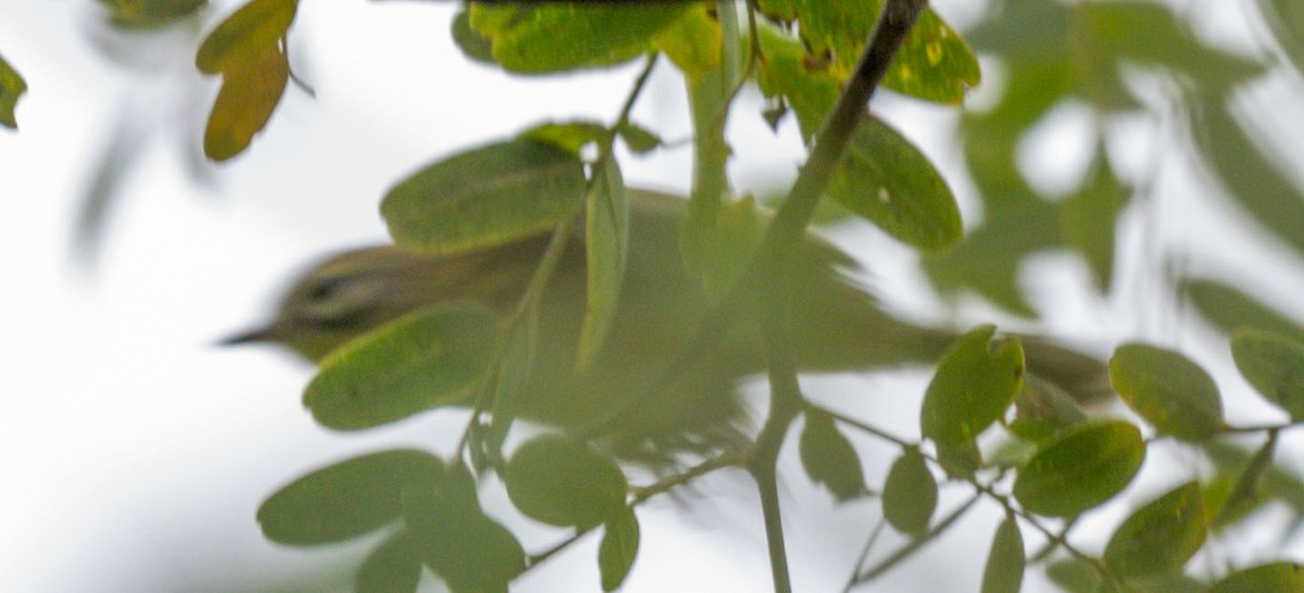 Prairie Warbler - ML477163391