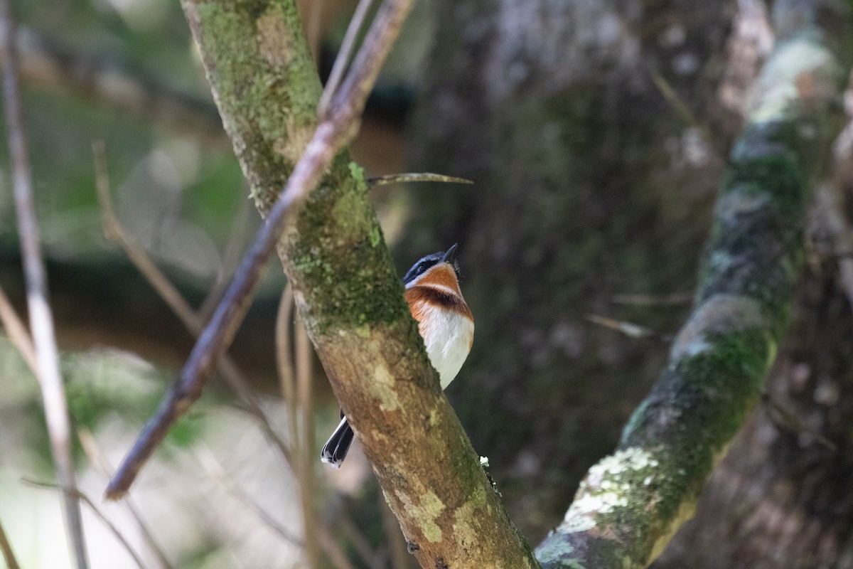 Cape Batis - ML477164361