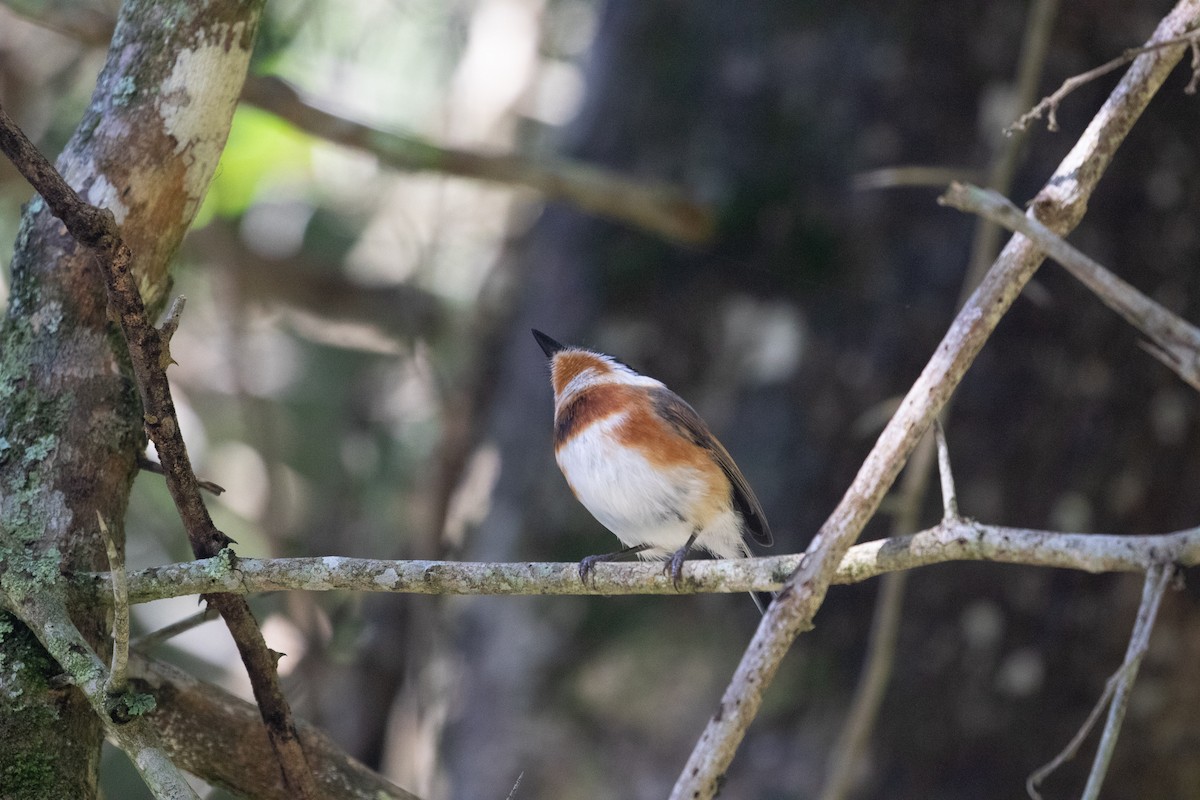 Cape Batis - ML477164371