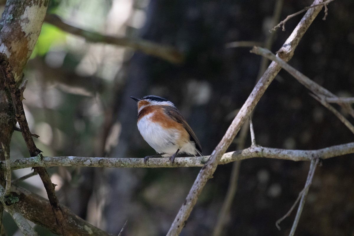 Cape Batis - ML477164421