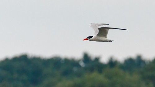 Caspian Tern - ML477164951