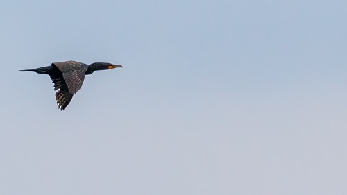 Double-crested Cormorant - ML477165041