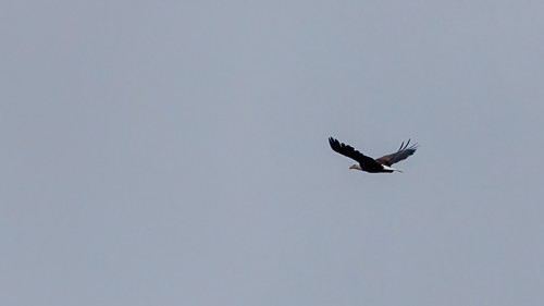 Bald Eagle - ML477165491