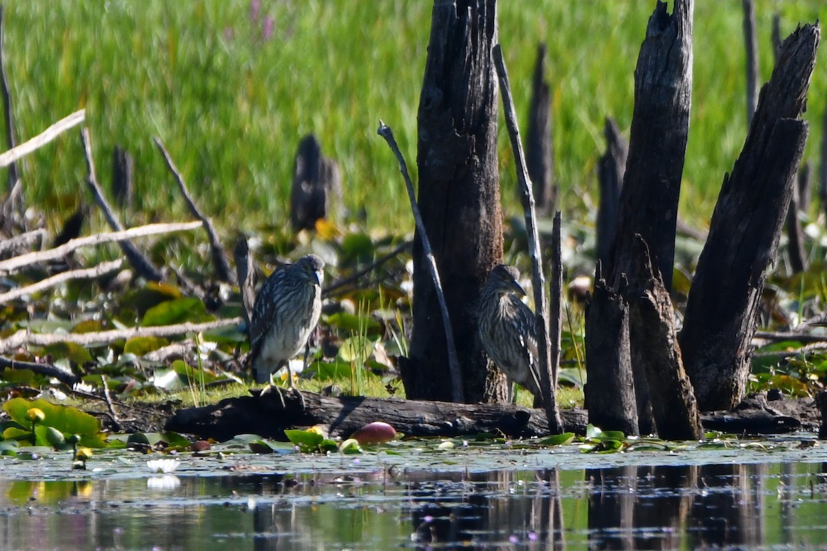 Black-crowned Night Heron - ML477166621