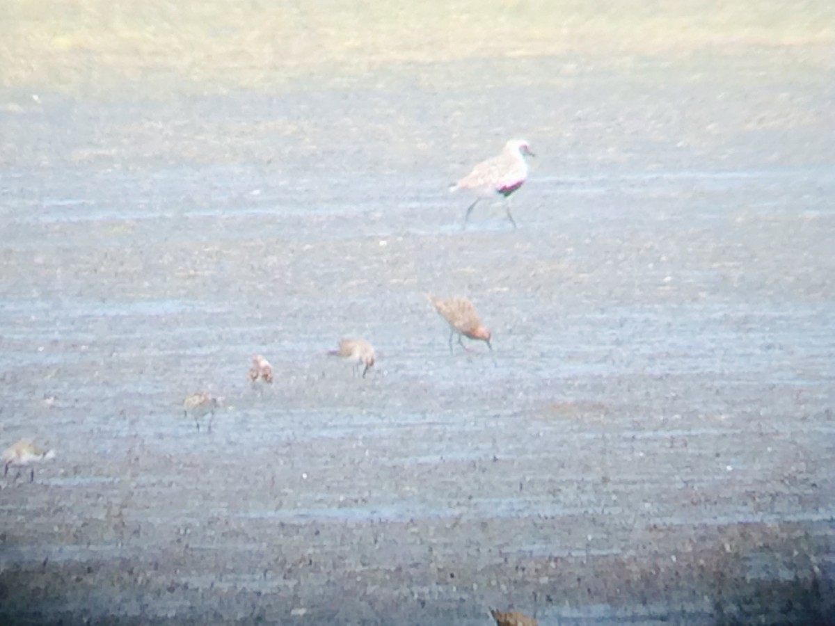 Curlew Sandpiper - ML477166951