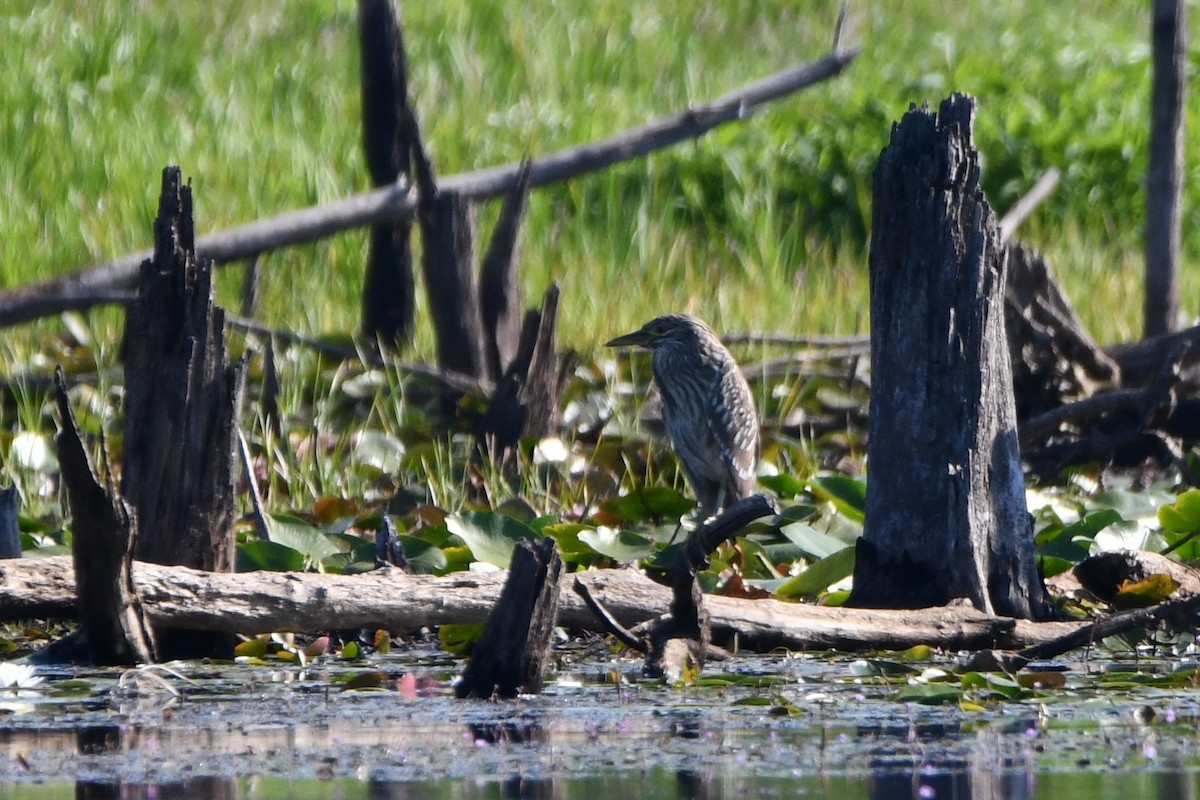 Black-crowned Night Heron - ML477167081