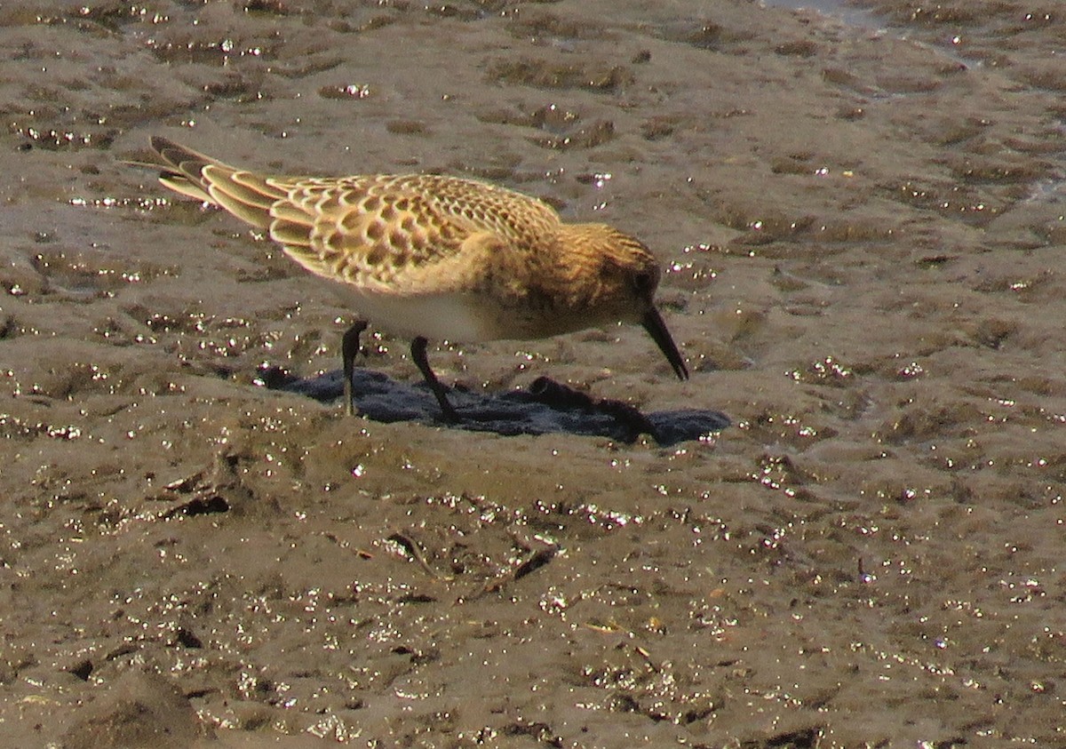 gulbrystsnipe - ML477168251