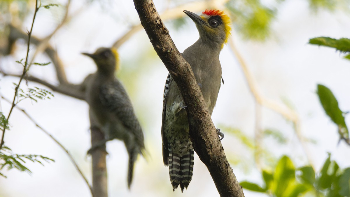 Golden-cheeked Woodpecker - ML477170441