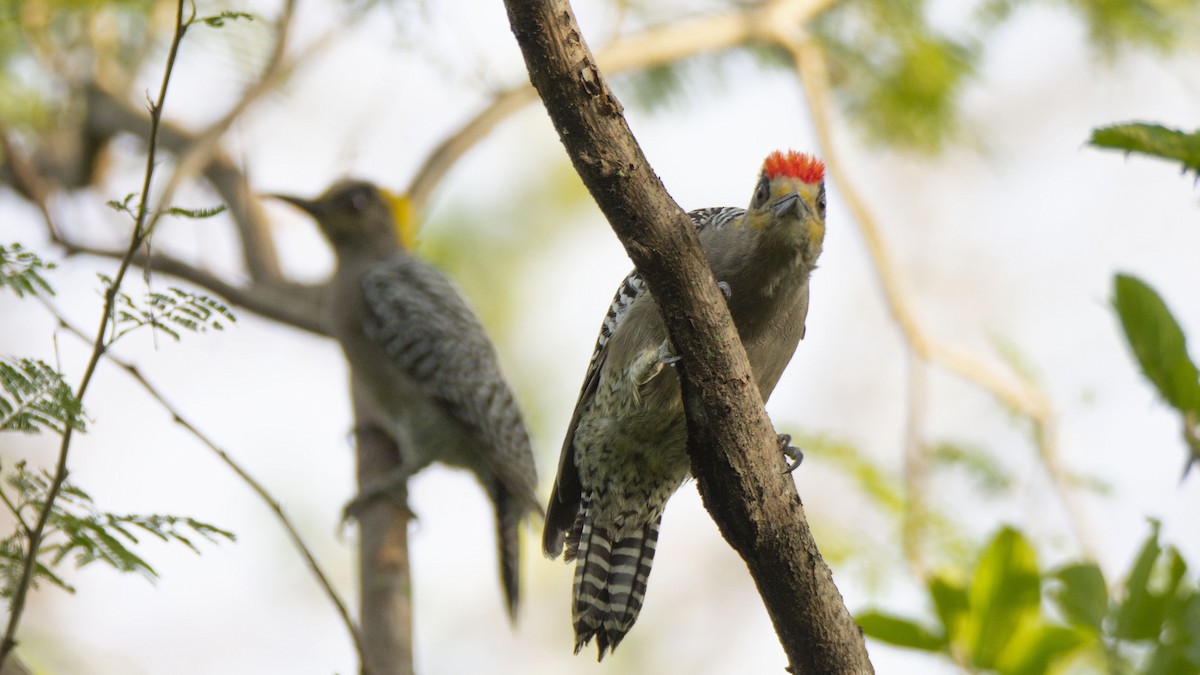 Golden-cheeked Woodpecker - Oveth Fuentes