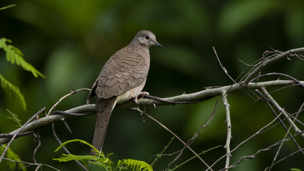 Inca Dove - ML477170961