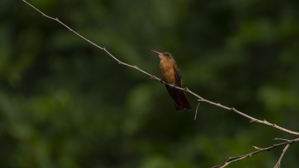 Cinnamon Hummingbird - Oveth Fuentes