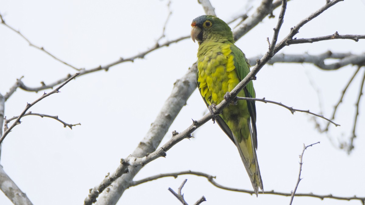 Orange-fronted Parakeet - Oveth Fuentes