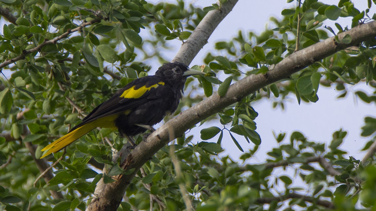 Yellow-winged Cacique - Oveth Fuentes