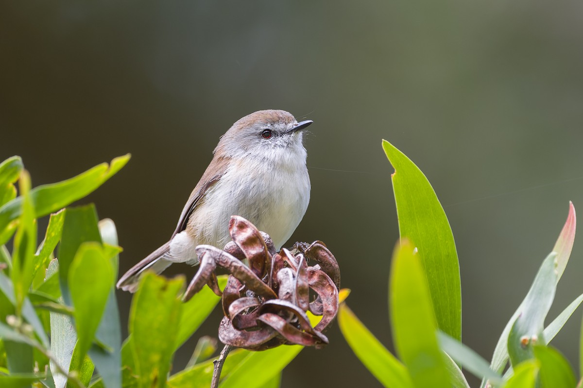 Brown Gerygone - ML477171601