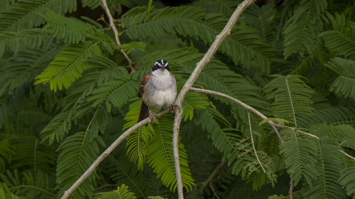 Stripe-headed Sparrow - Oveth Fuentes